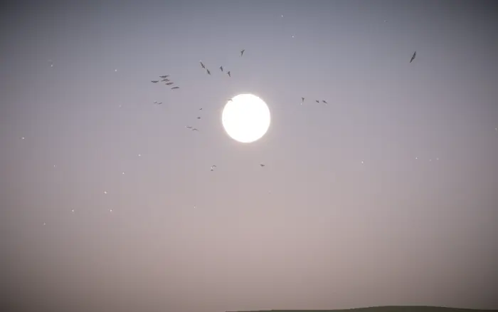 L'aube d'Éclosion : un soleil bas sur un vol d'oiseaux.